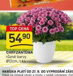 Flop CHRYZANTÉMA různé barvy 012cm, 1 ks nabídka