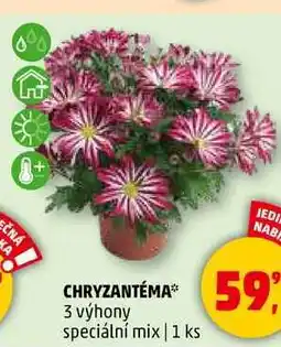 Penny Market CHRYZANTÉMA 3 výhony speciální mix, 1 ks nabídka