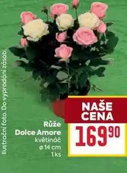Billa Růže Dolce Amore květináč 14 cm 1ks nabídka