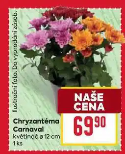 Billa Chryzantéma Carnaval květináč ø 12 cm 1 ks nabídka