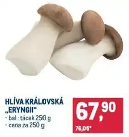 Makro Hlíva královská „eryngii“ nabídka