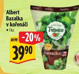Albert Albert Bazalka v kořenáči nabídka