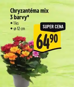 Albert Chryzantéma mix 3 barvy* nabídka