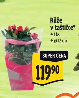 Albert Růže v taštičce* nabídka