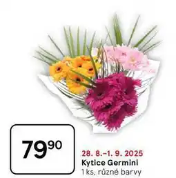 Tesco Kytice Germini, 1 ks, různé barvy nabídka