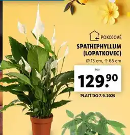 Lidl SPATHIPHYLLUM (LOPATKOVEC) nabídka