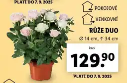Lidl Růže Duo nabídka