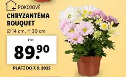 Lidl Chryzantéma Bouquet nabídka