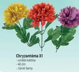 Globus Chryzantéma X1 nabídka