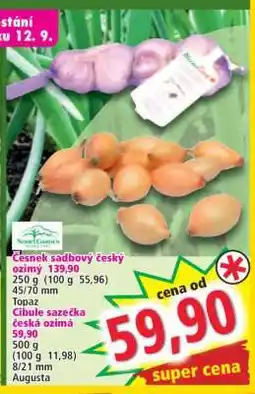 Norma Cibule sazečka česká ozimá nabídka