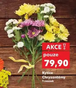 Kaufland Kytice Chryzantémy nabídka