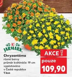 Kaufland CHRYZANTÉMA nabídka