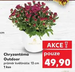 Kaufland Chryzantéma „Outdoor“ nabídka