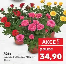 Kaufland Růže nabídka
