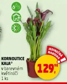 Penny Market Kornoutice kala nabídka