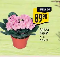 Albert Africká fialka, pr. 12 cm nabídka