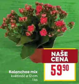 Billa Kalanchoe mix nabídka