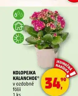 Penny Market KOLOPEJKA KALANCHOE v ozdobné fólii, 1 ks nabídka