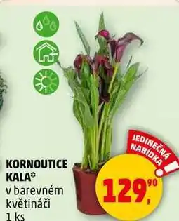 Penny Market KORNOUTICE KALA v barevném květináči, 1 ks nabídka