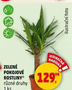 Penny Market ZELENÉ POKOJOVÉ ROSTLINY různé druhy, 1 ks nabídka