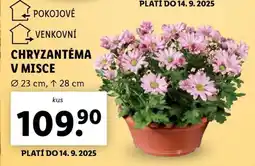 Lidl Chryzantéma v misce nabídka
