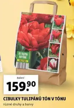 Lidl CIBULKY TULIPÁNŮ TÓN V TÓNU nabídka