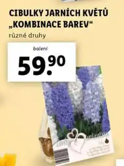 Lidl CIBULKY JARNÍCH KVĚTŮ - KOMBINACE BAREV nabídka
