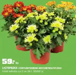 OBI Listopadka (chrysanthemum indicum/multiflora) nabídka