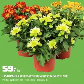 OBI Listopadka (chrysanthemum indicum/multiflora) nabídka