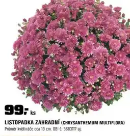 OBI Listopadka zahradní (chrysanthemum multiflora) nabídka