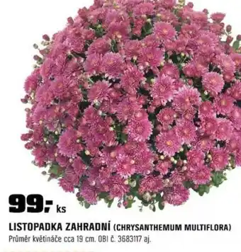 OBI Listopadka zahradní (chrysanthemum multiflora) nabídka