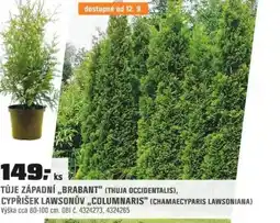 OBI Túje západní „brabant" (thuja occidentalis), cypřišek lawsonův „columnaris" (chamaecyparis lawsoniana) nabídka