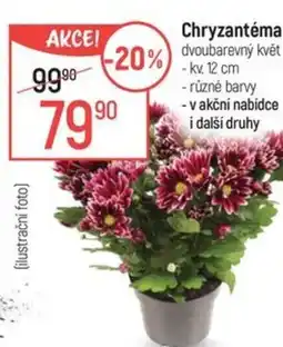 Globus Chryzantéma nabídka
