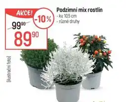 Globus Podzimní mix rostlin nabídka