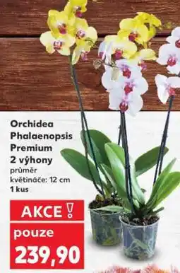 Kaufland Orchidea Phalaenopsis „Premium“ nabídka