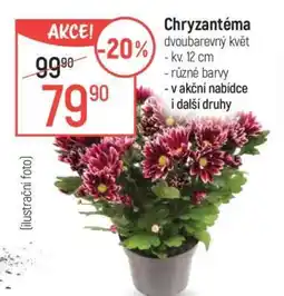 Globus Chryzantéma dvoubarevný květ nabídka