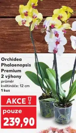 Kaufland Orchidea Phalaenopsis Premium 2 výhony nabídka