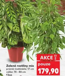 Kaufland Zelené rostliny mix nabídka