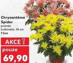 Kaufland Chryzantéma Spider nabídka