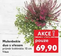 Kaufland Mulenbekie duo s vřesem nabídka