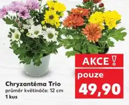 Kaufland Chryzantéma Trio nabídka