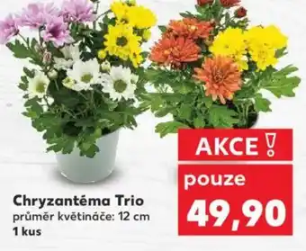 Kaufland Chryzantéma Trio nabídka