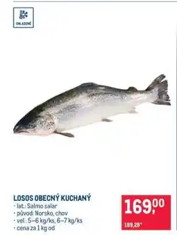 Makro Losos obecný kuchaný nabídka