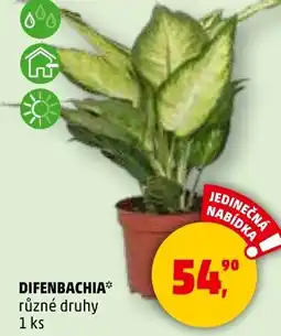 Penny Market Difenbachia nabídka