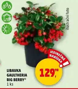 Penny Market Libavka gaultheria big berry nabídka