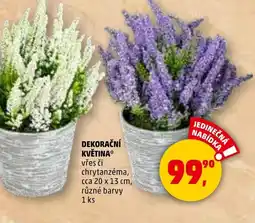 Penny Market Dekorační květina nabídka