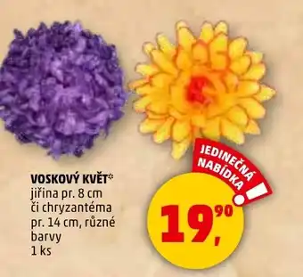 Penny Market Voskový květ nabídka