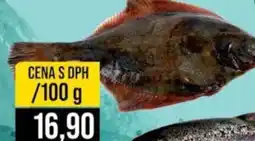 Jip Platys velký celý nabídka