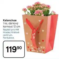 Tesco Kalanchoe, 1 ks, dárkový kornout 12 cm nabídka