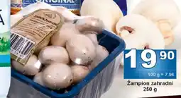 Jip ŽAMPION ZAHRADNÍ nabídka